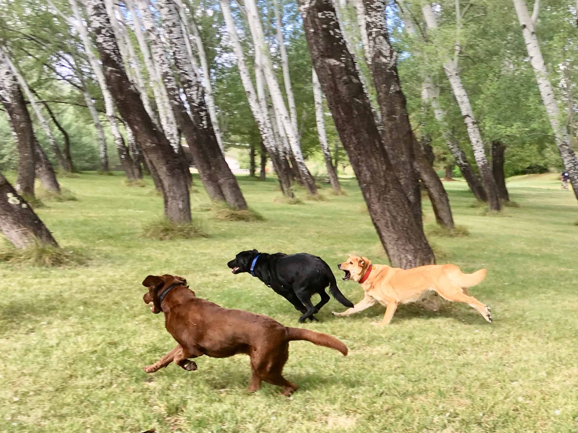 Labrador zoomies