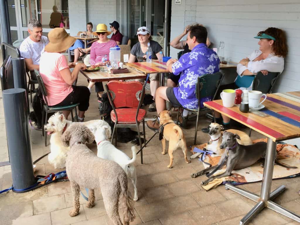 Canberra dog friendly cafes - training your dog