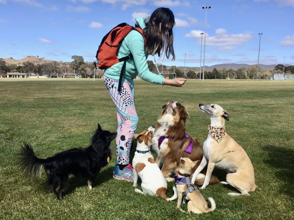 group of dogs sitting for treats