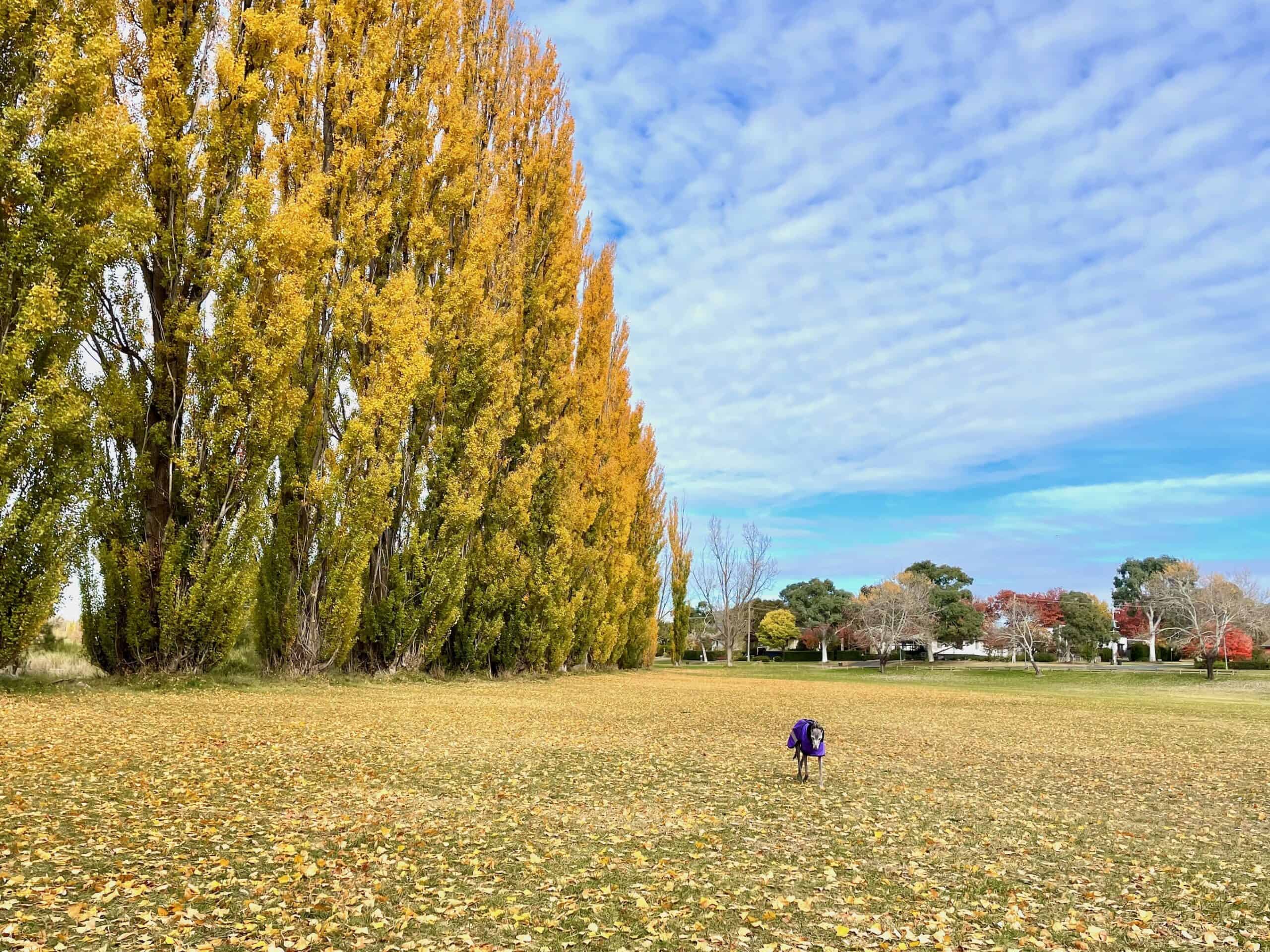 narrabundah10autumn