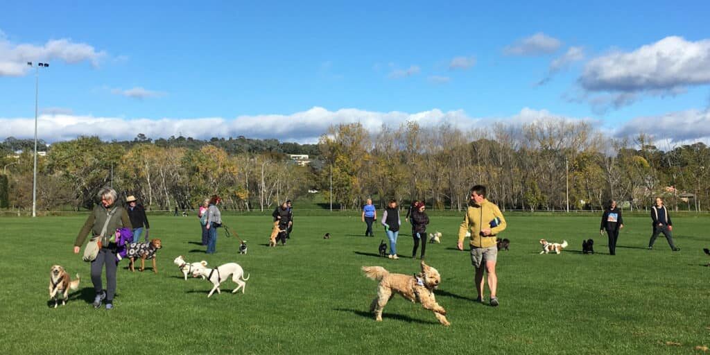 Off-leash playtime