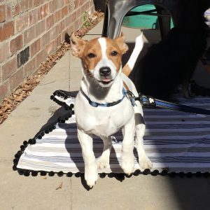 Small tan and white dog